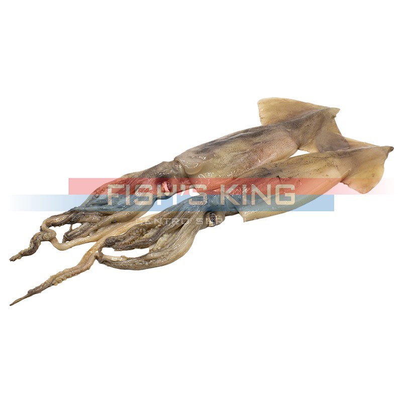 Totano Atlantico Surgelato Al Kg