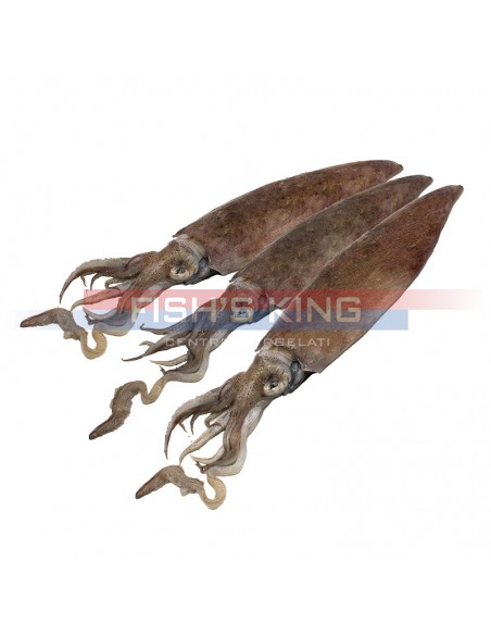 Calamari Surgelati Pezzatura 3/6 Confezione Da 800 Gr