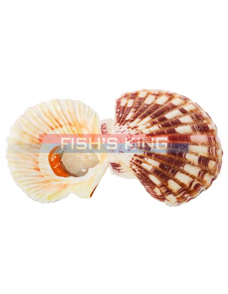 Cappesante Mezzo Guscio Surgelate Pezzatura 9/11 Confezione Da 900 gr